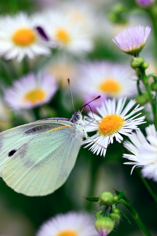 бабочка, цветы, макро, метелик