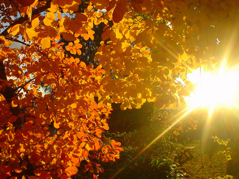 дерево, осень, листва, лучи, солнце