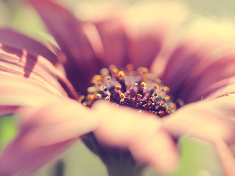 flower, beautiful, romantic, rose, цветок,, close up