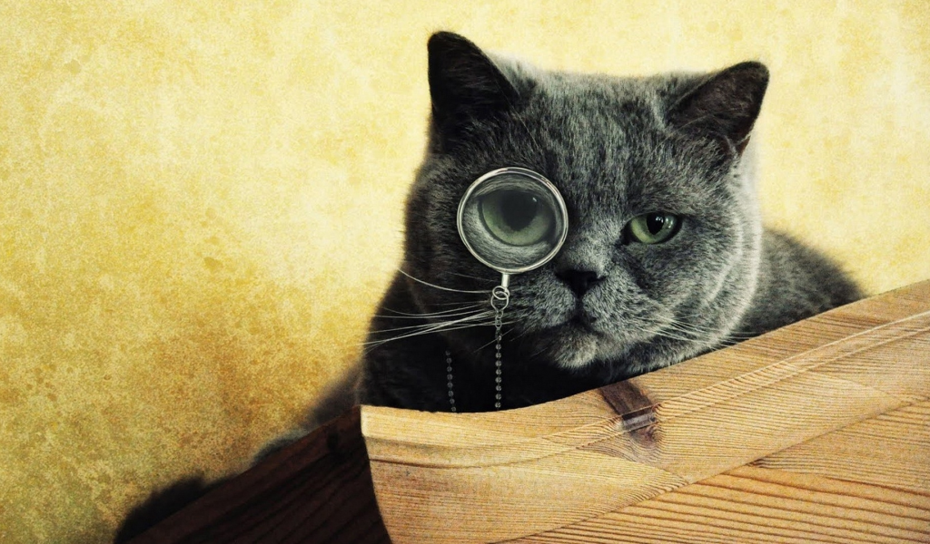 smart, кот, учёный, cat, очки, линза