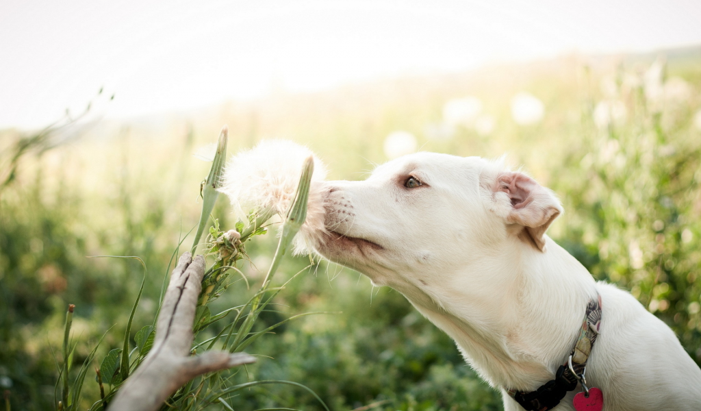 поле, лето, цветок, собака