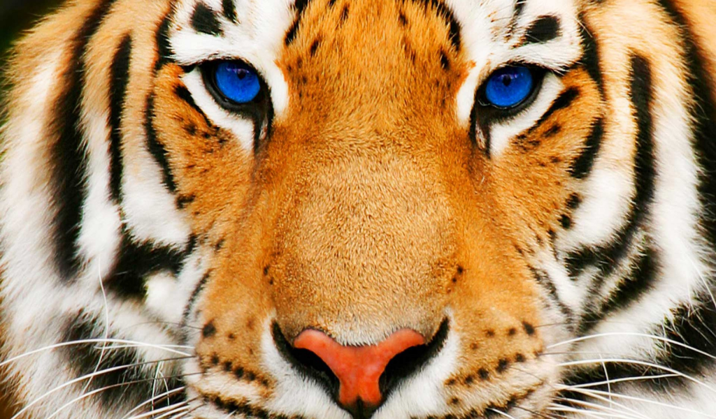 синие, взгляд, тигр, глаза