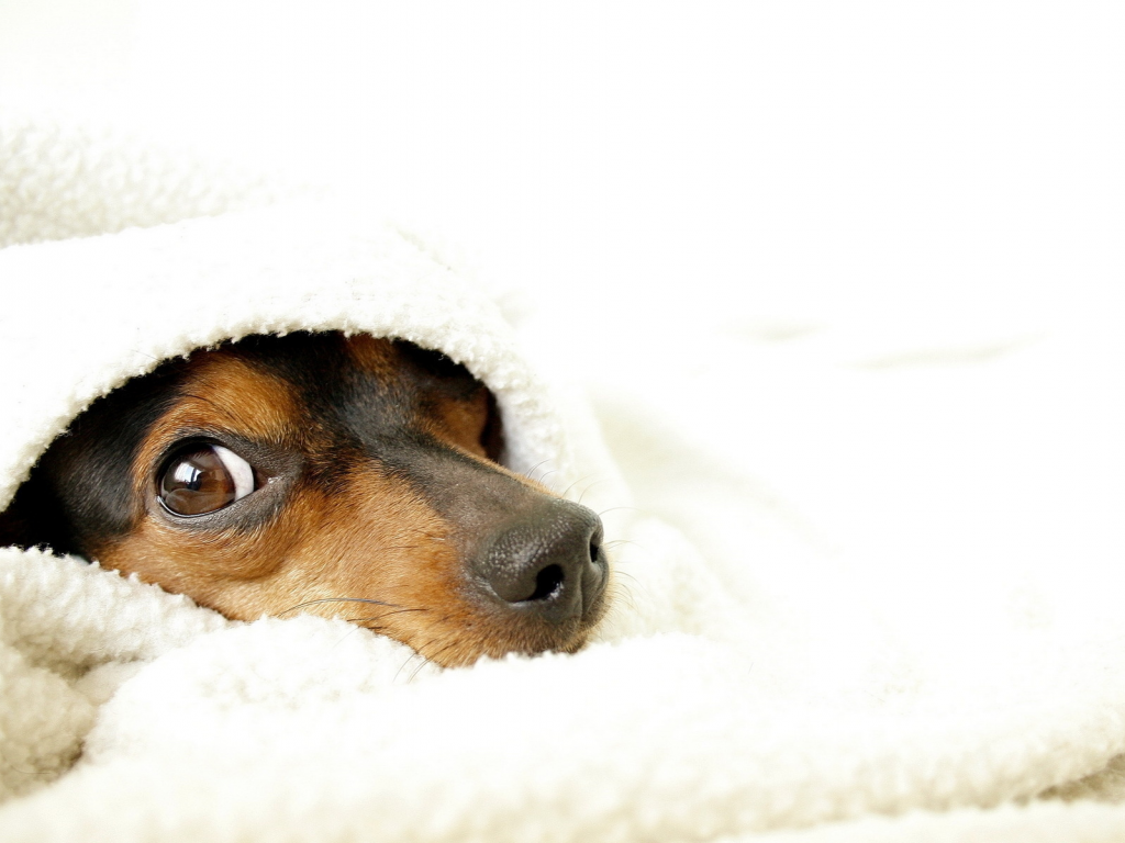 собака, одеяло, уют