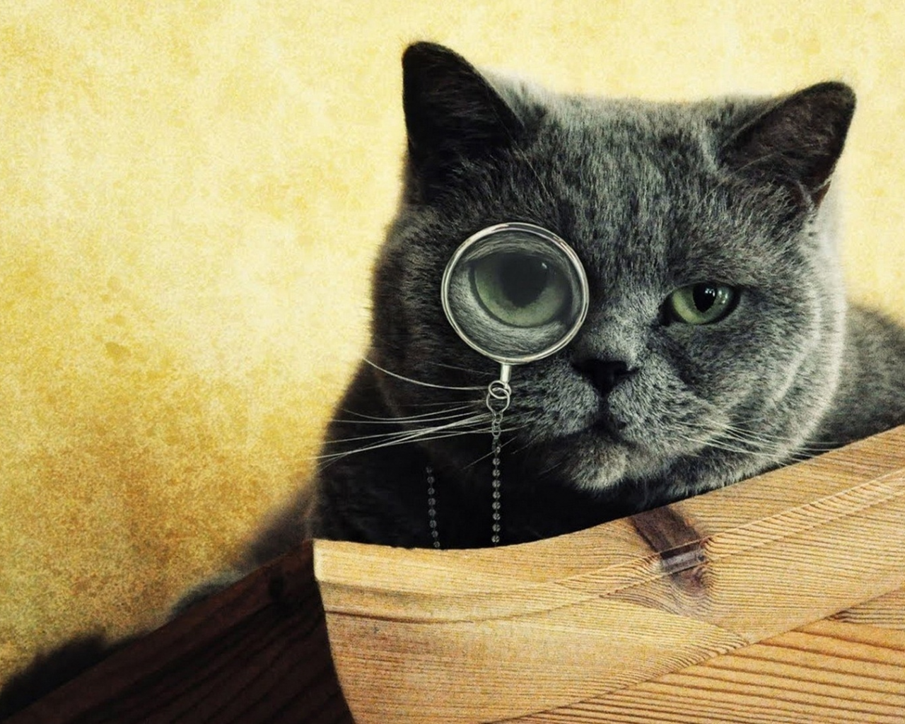 smart, кот, учёный, cat, очки, линза