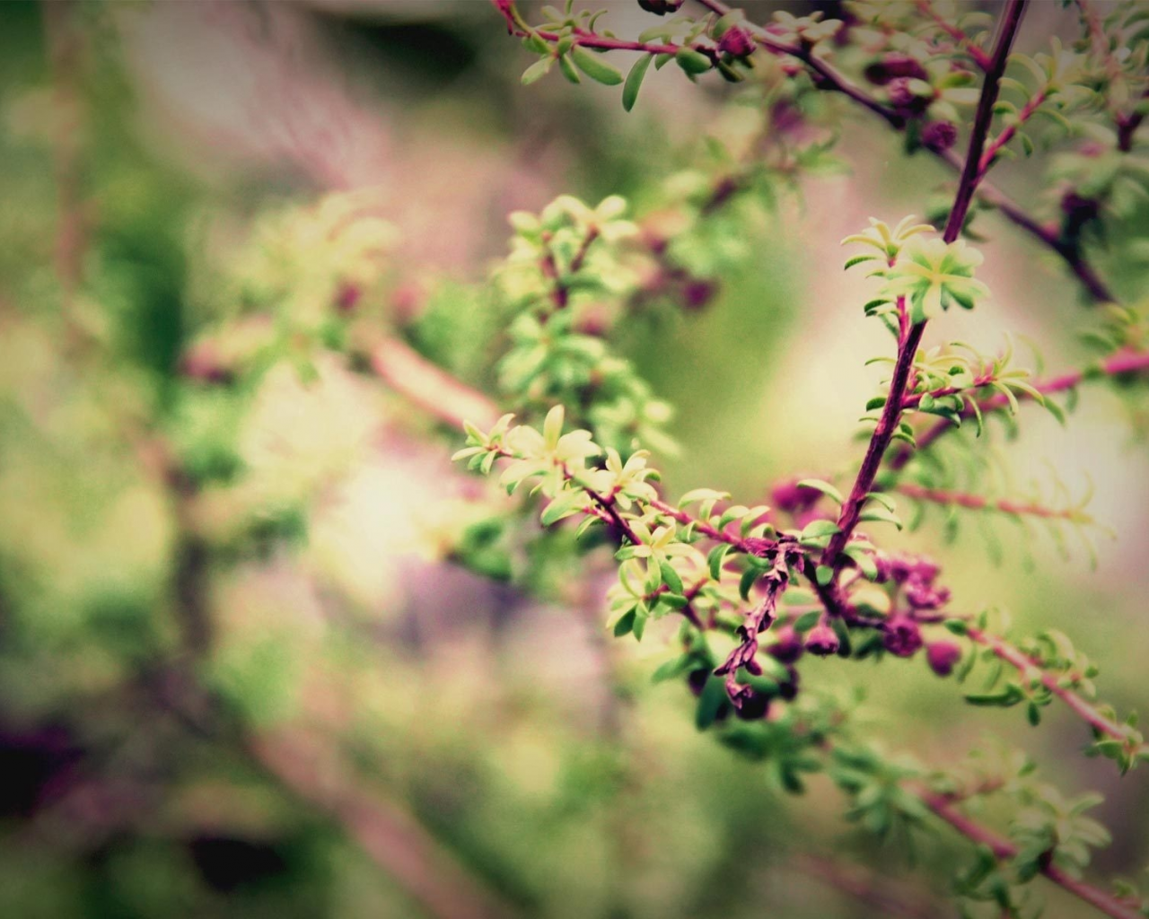 весна, blur, macro, ветви, природа, листва