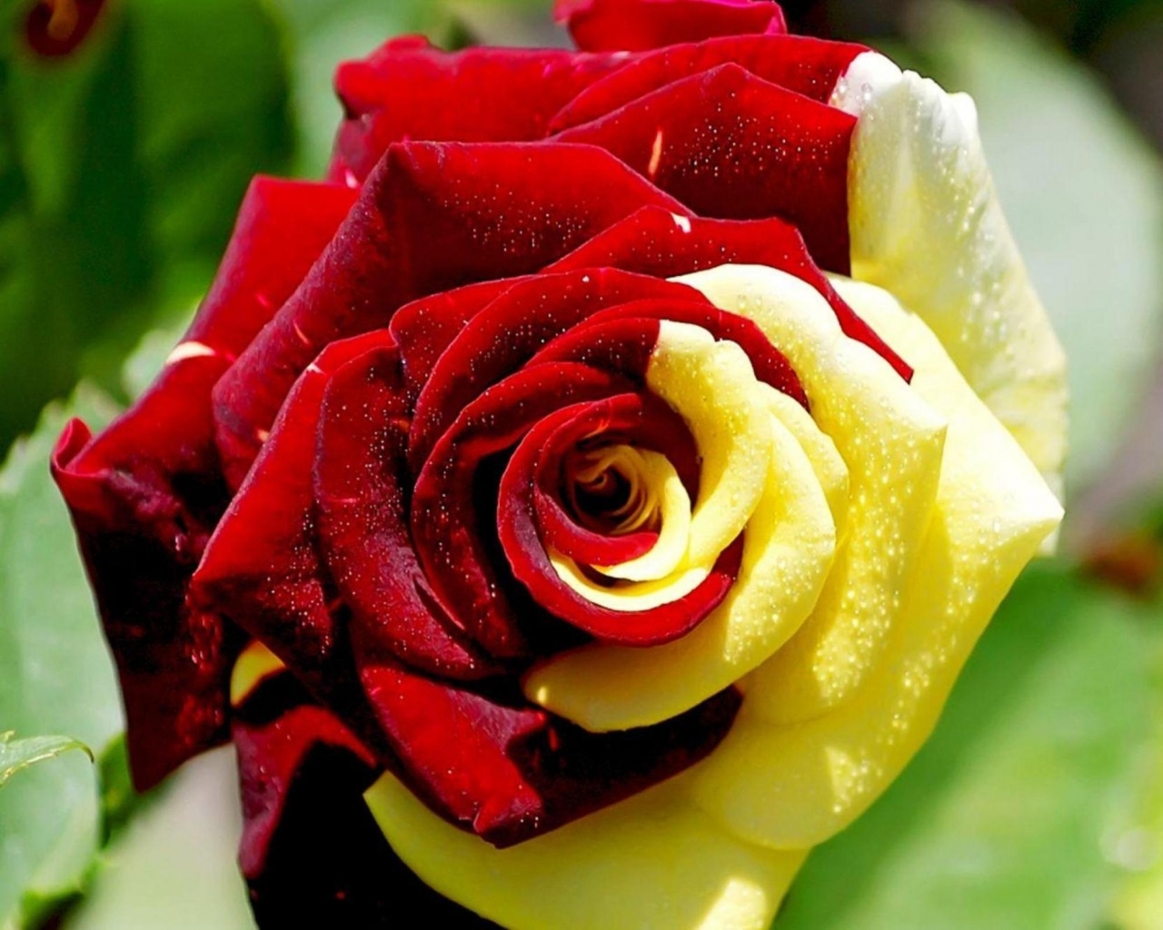 hybrid, coloured, rose, beautiful, love