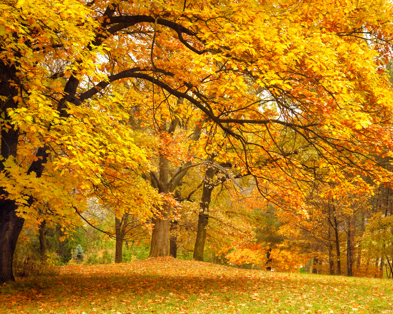 поляна, парк, лес, деревья, осень