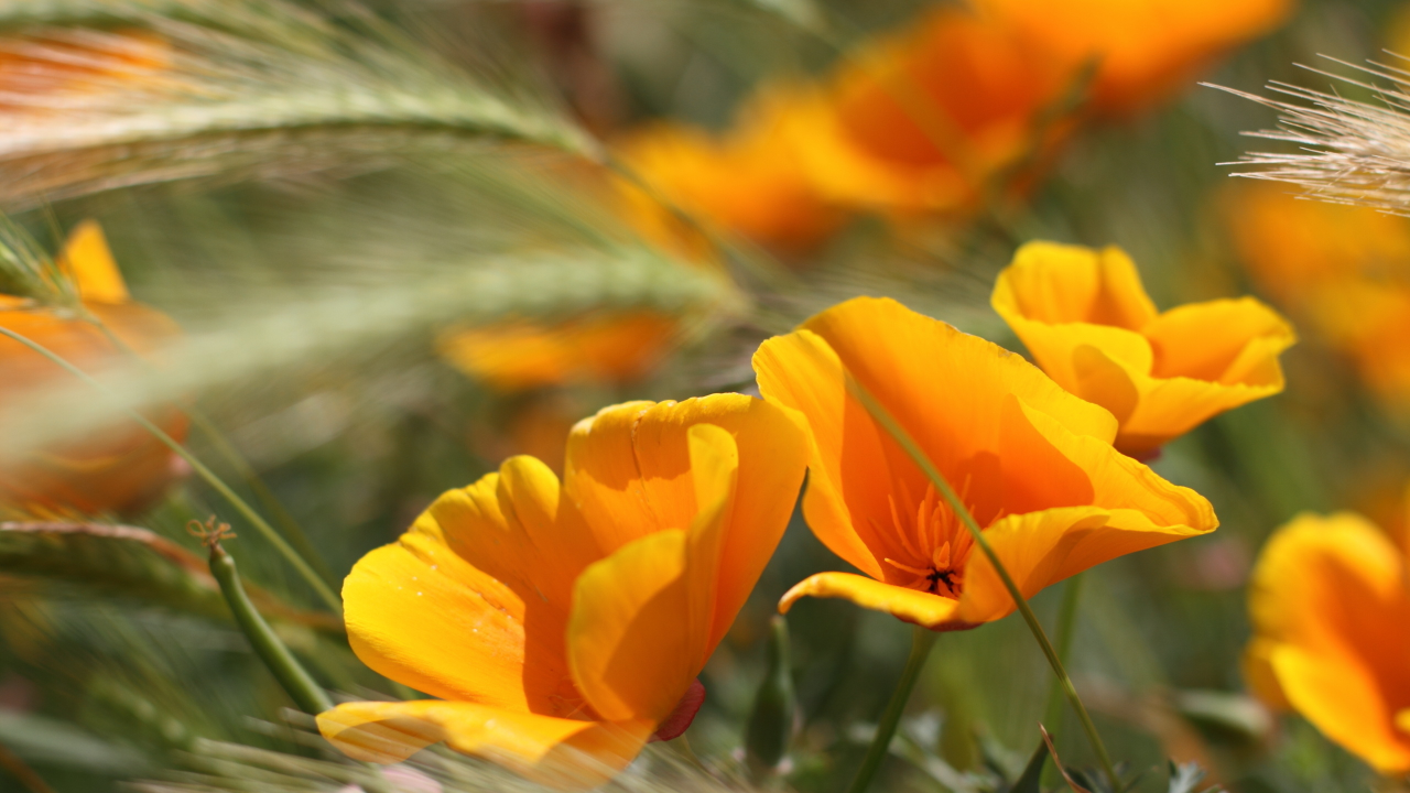 летние цветы, summer flowers, оранжевые