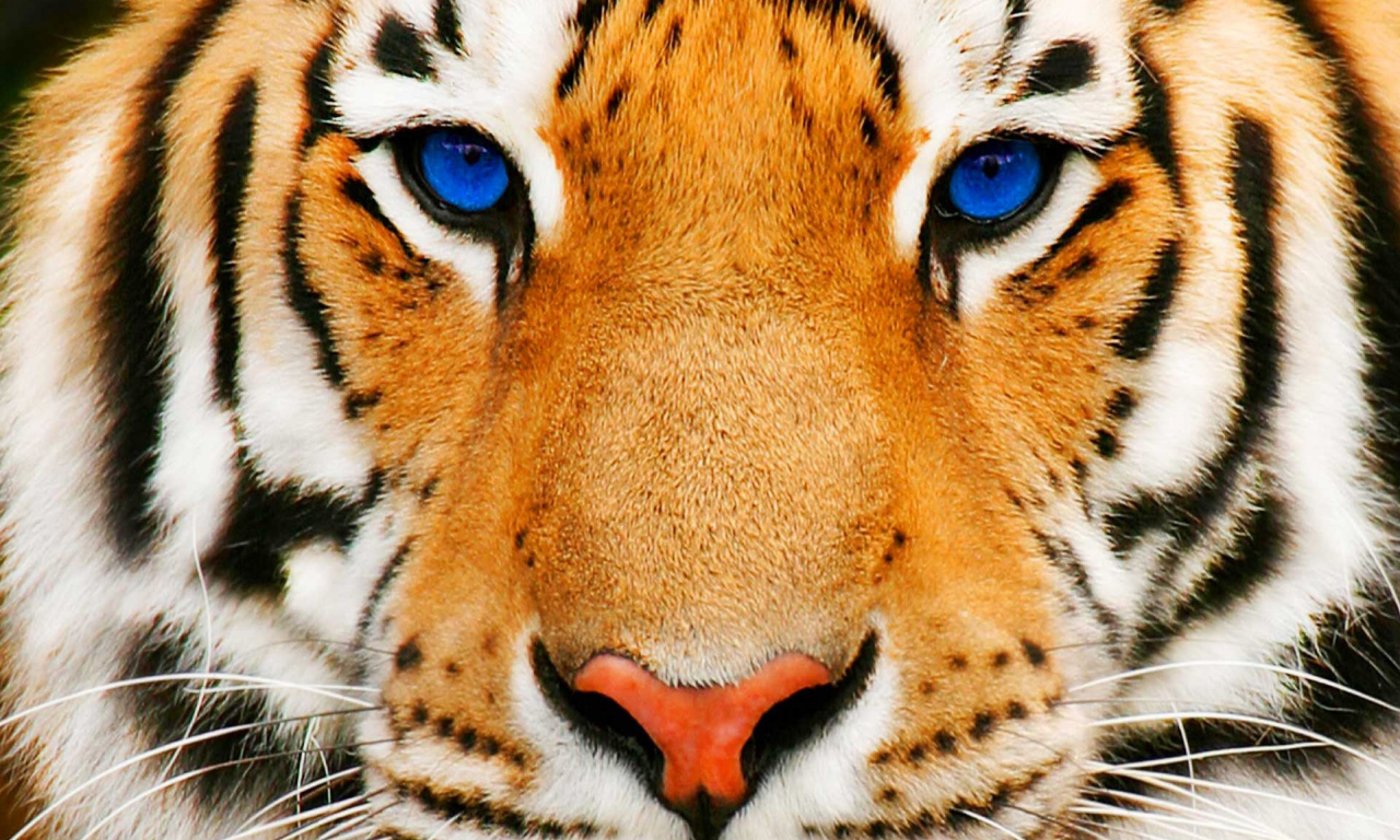 синие, взгляд, тигр, глаза