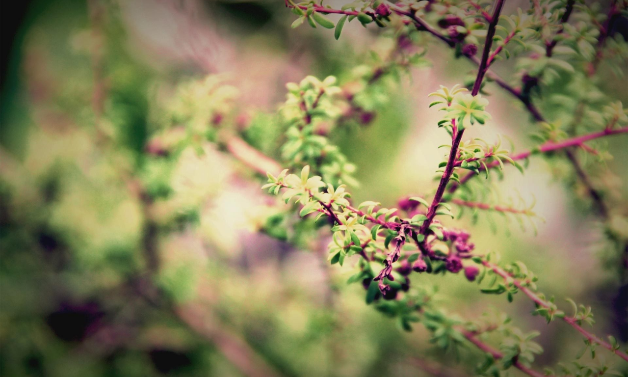 весна, blur, macro, ветви, природа, листва