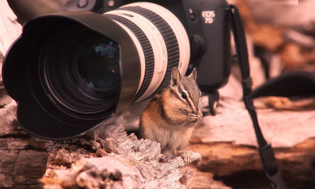 7d, бурундук, фотик, кенон