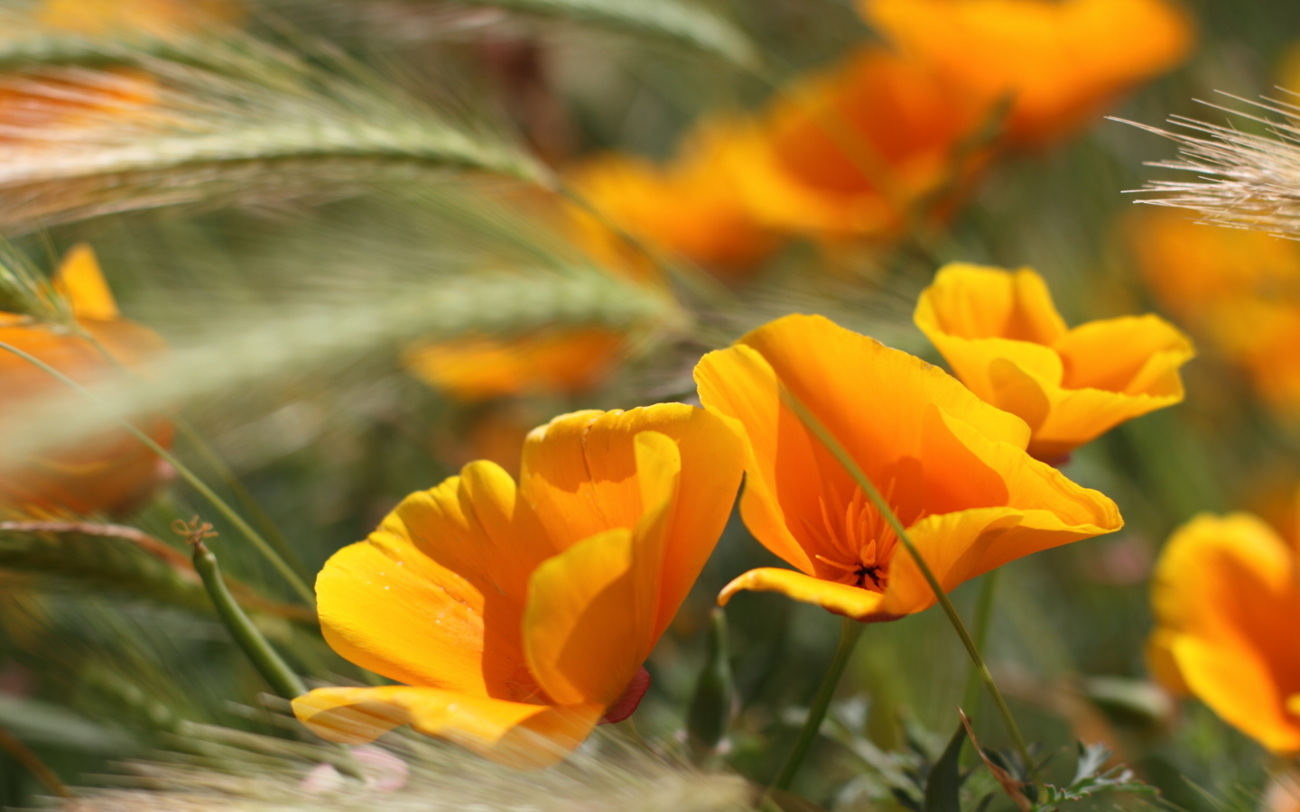 летние цветы, summer flowers, оранжевые