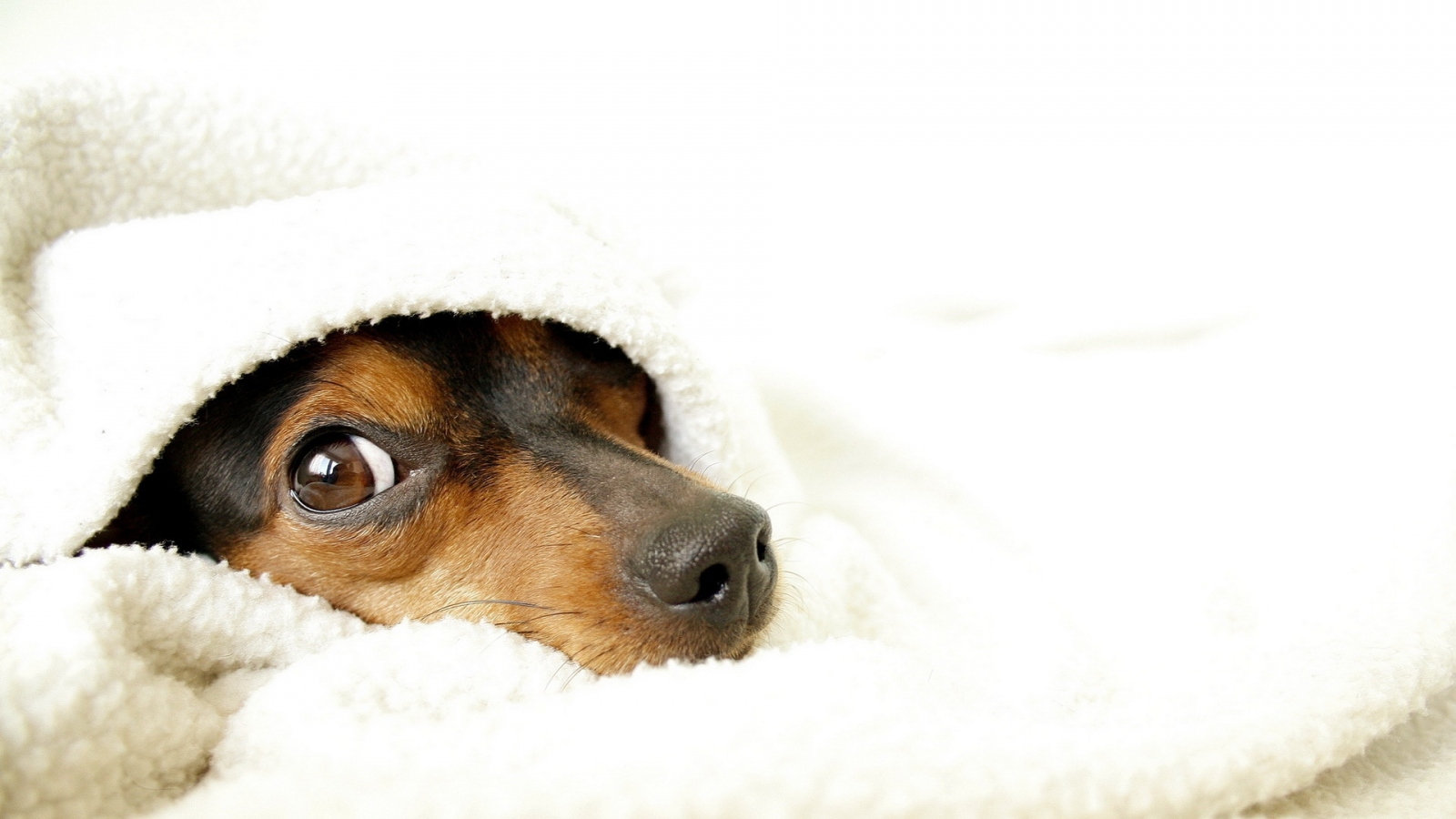 собака, одеяло, уют
