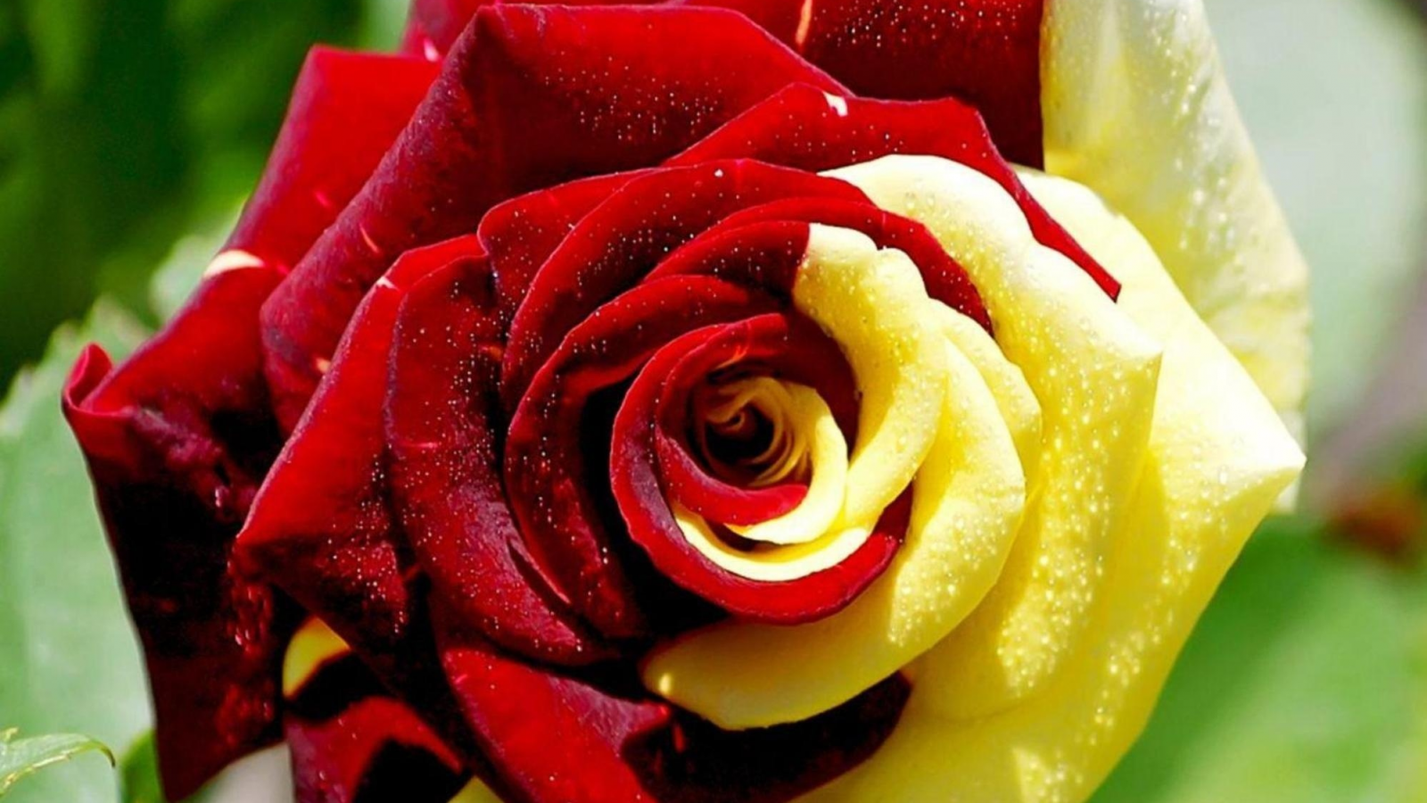 hybrid, coloured, rose, beautiful, love