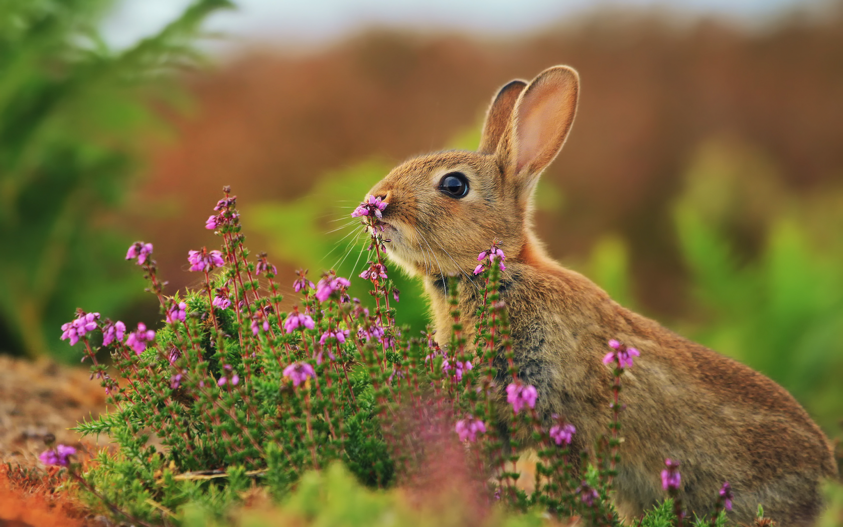 трава, цветы, кролик, заяц, розмытости