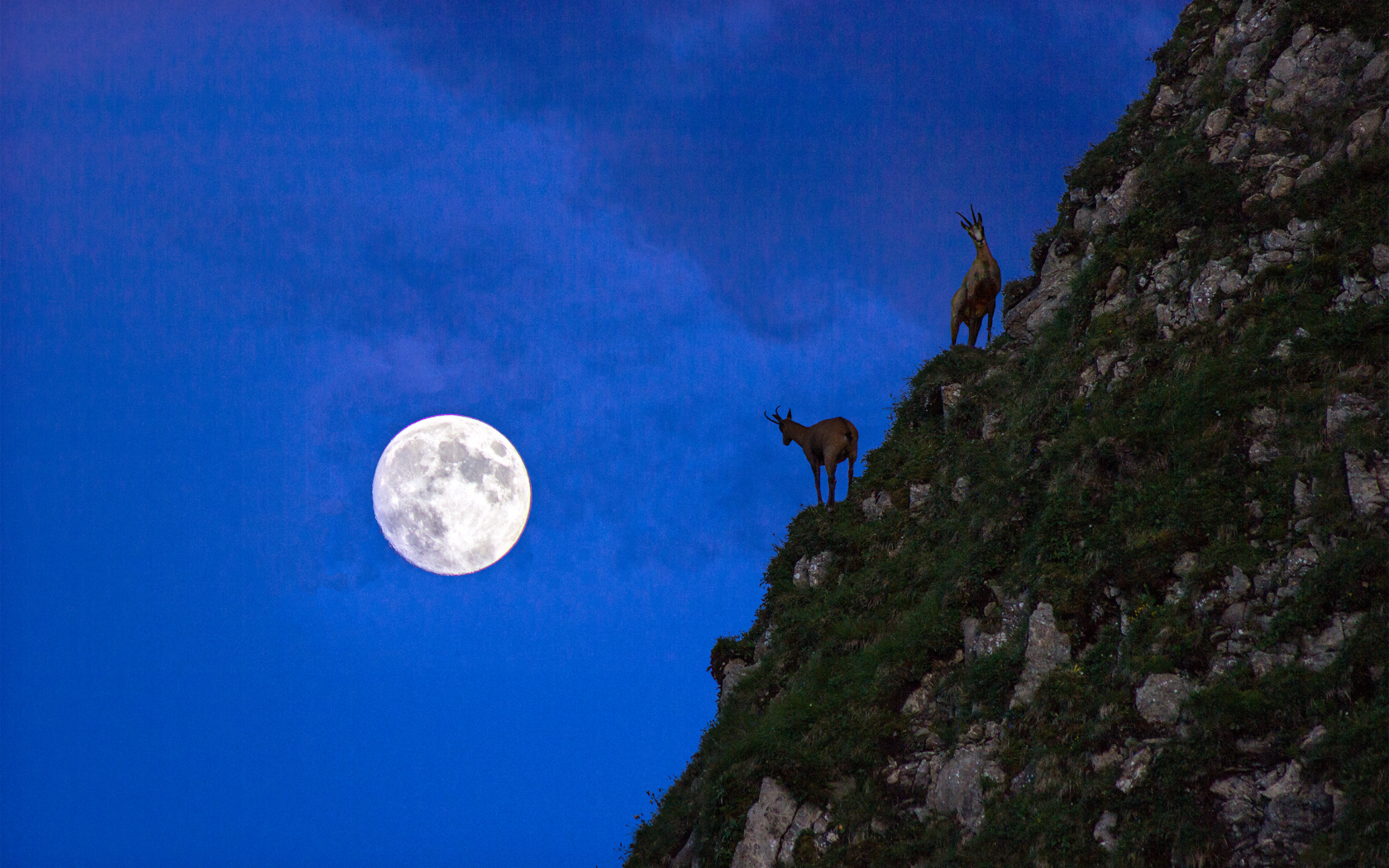 луна, животные, камни, ночь, гора
