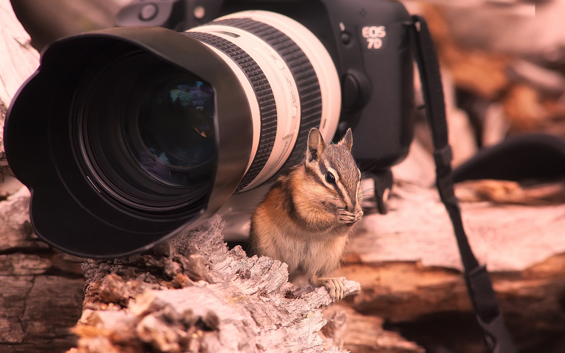 7d, бурундук, фотик, кенон