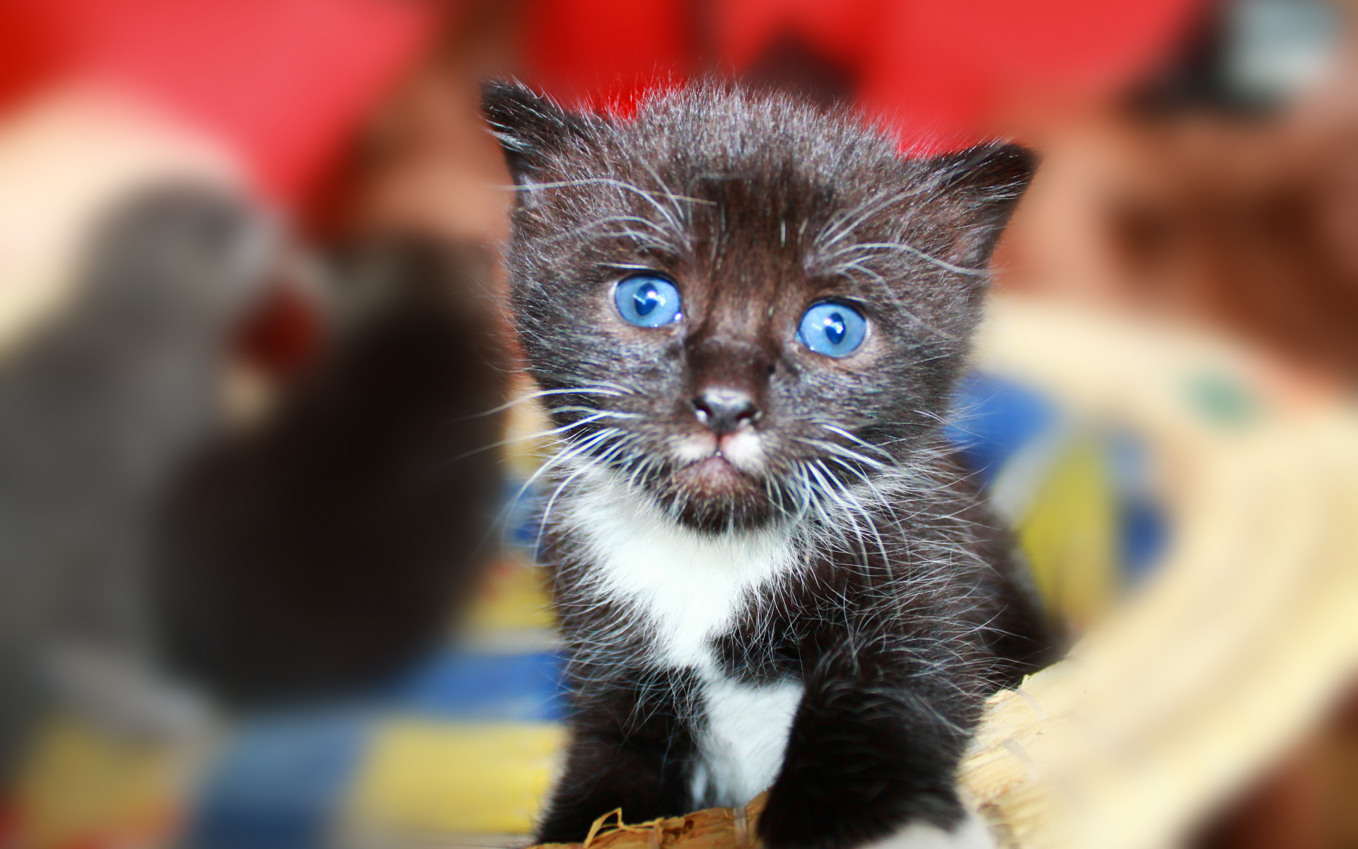 усы, кот, котёнок, голубые глаза