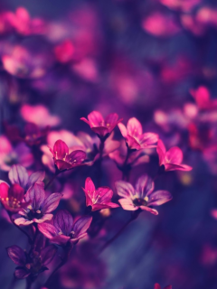 красивые, пурпурный, розовый, цветы