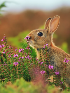 трава, цветы, кролик, заяц, розмытости