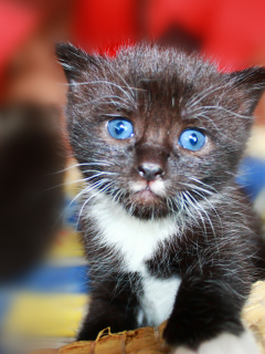 усы, кот, котёнок, голубые глаза