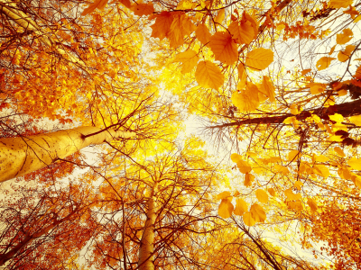 снизу вверх, листья, деревья, осень