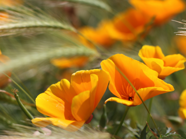 летние цветы, summer flowers, оранжевые