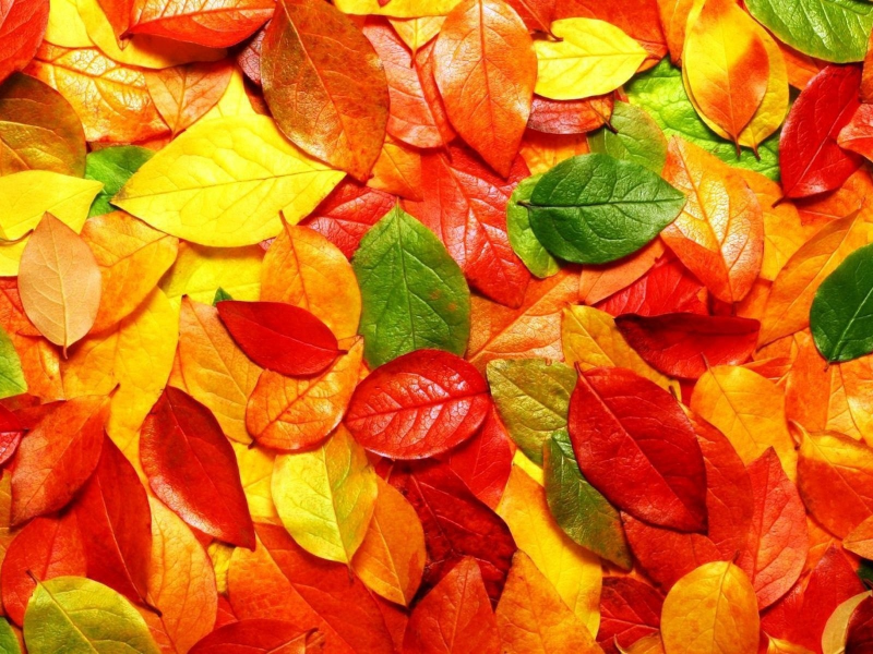красные, осень, листопад, листья