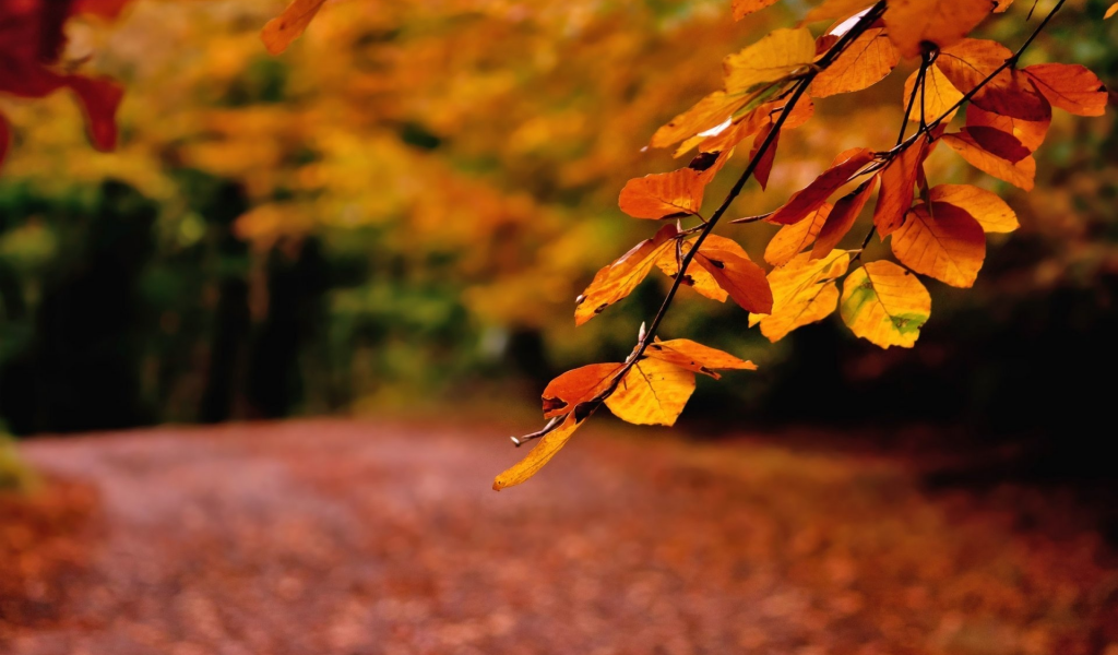 ветвь, дорога, природа, macro, осень, лес
