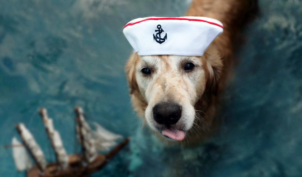 капитан, собака, взгляд