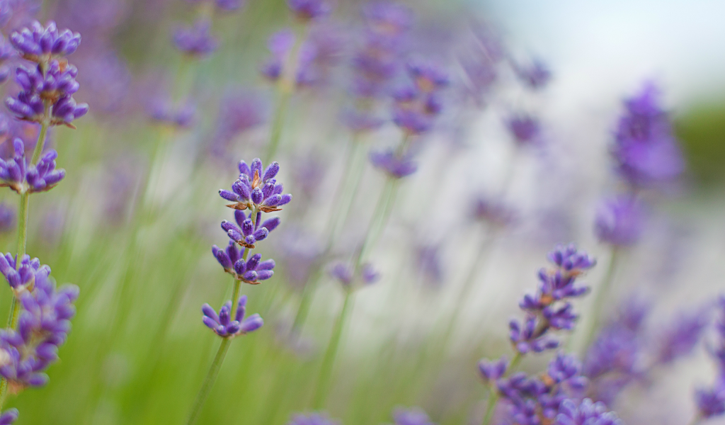 lavender, макро, сиреневые, лаванда, цветы