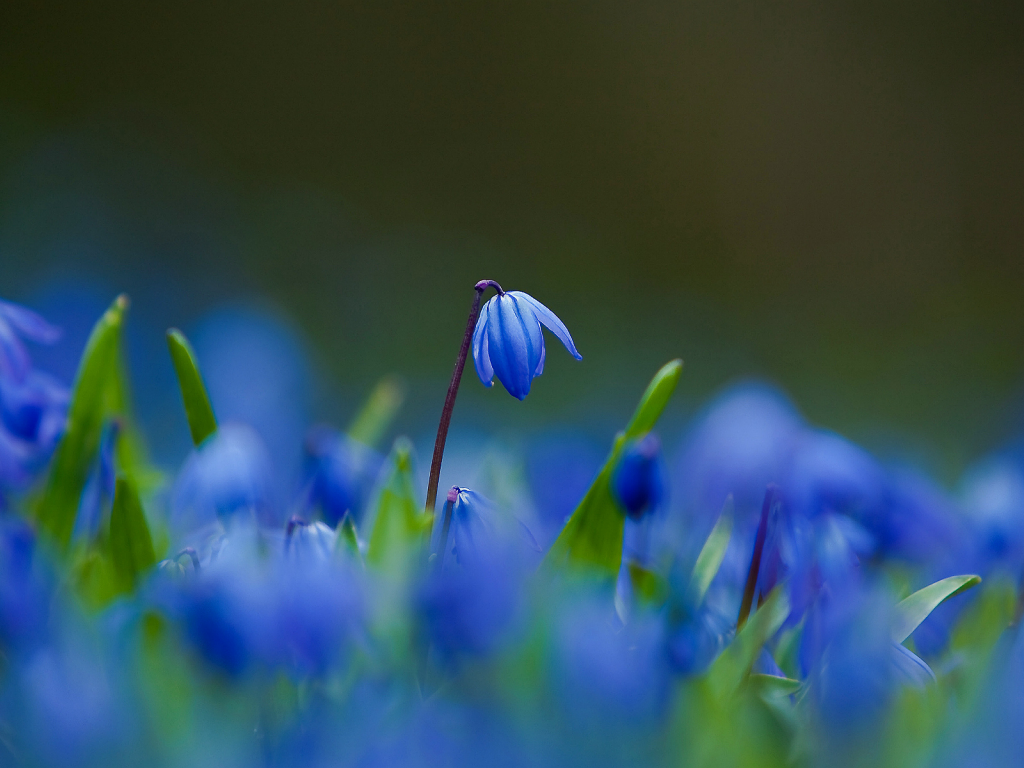 синие, цветы, пролески, лепестки