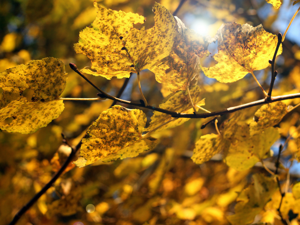 жёлтые, макро, ветка, листья, осень