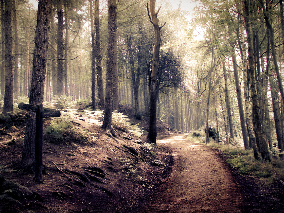 указатель, path, indie, дорога, style, forest, лес