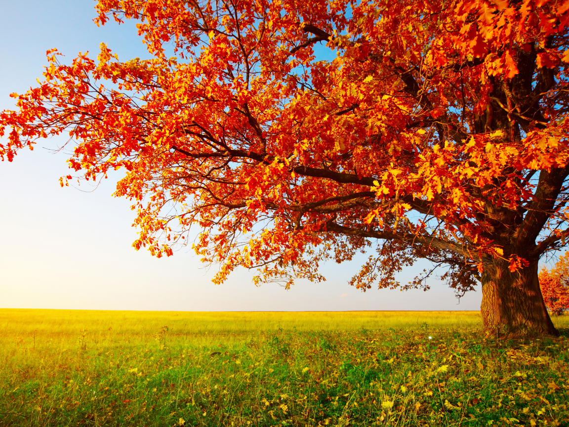 дерево, осень, трава, поле, листья