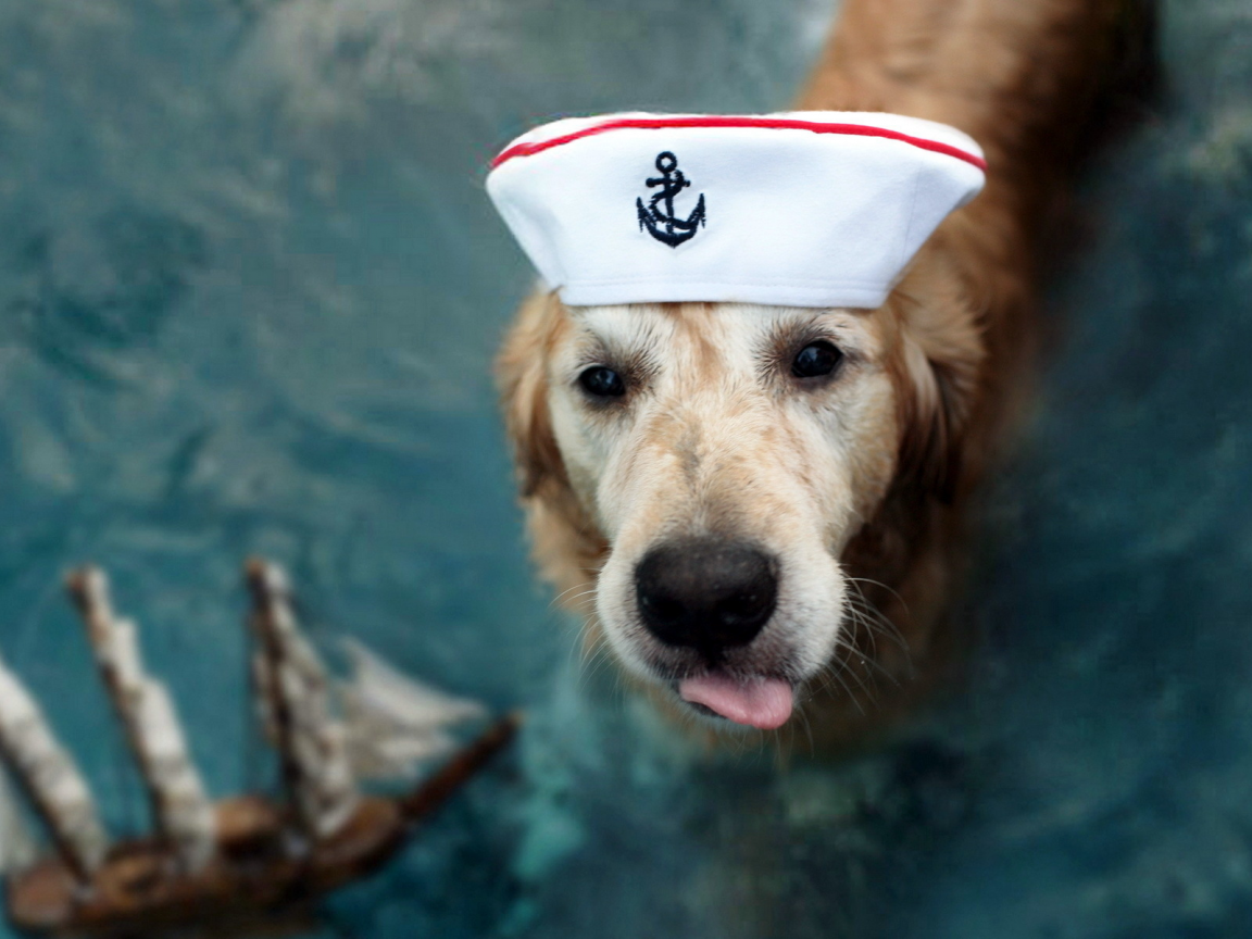 капитан, собака, взгляд