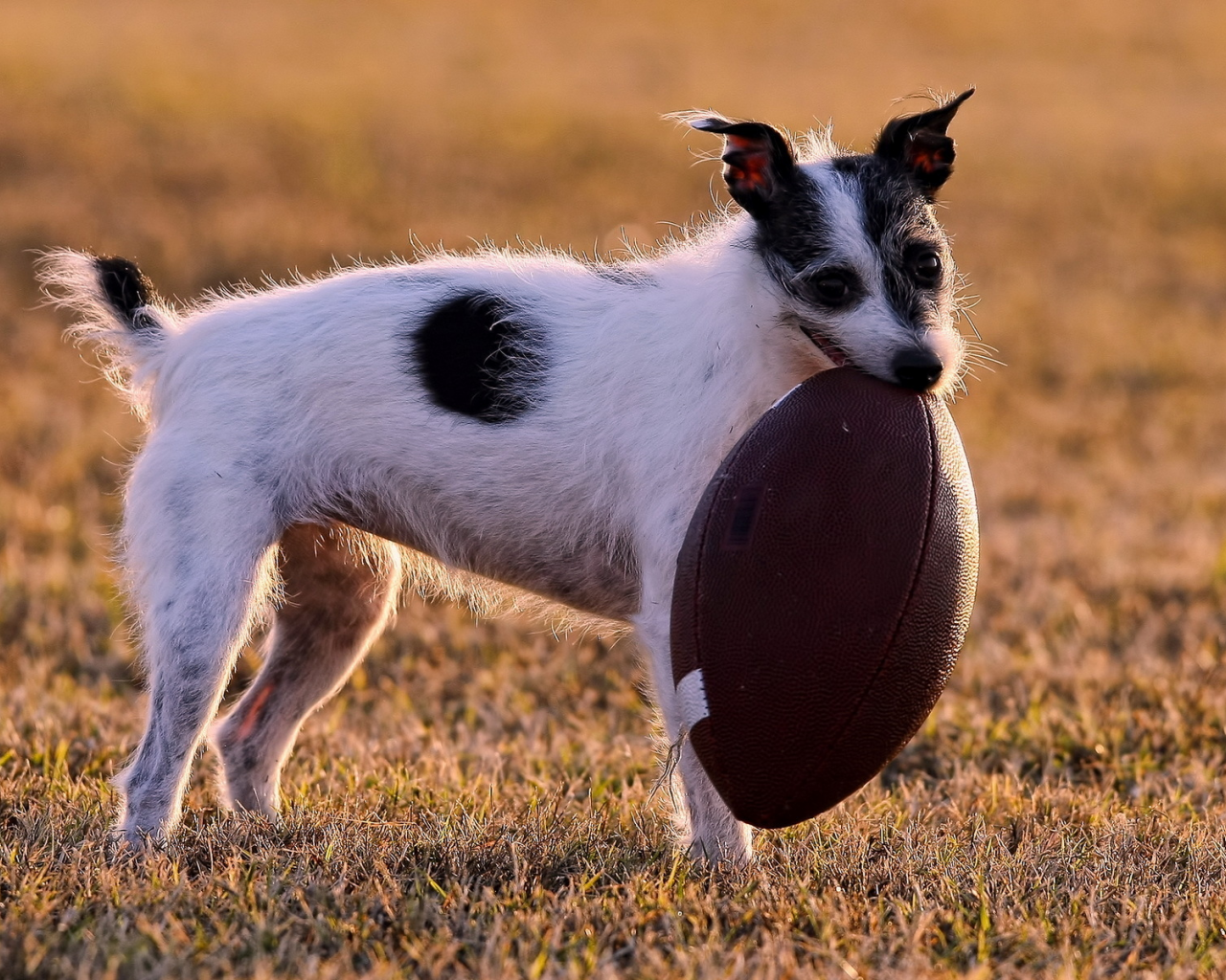 поле, мячь, собака