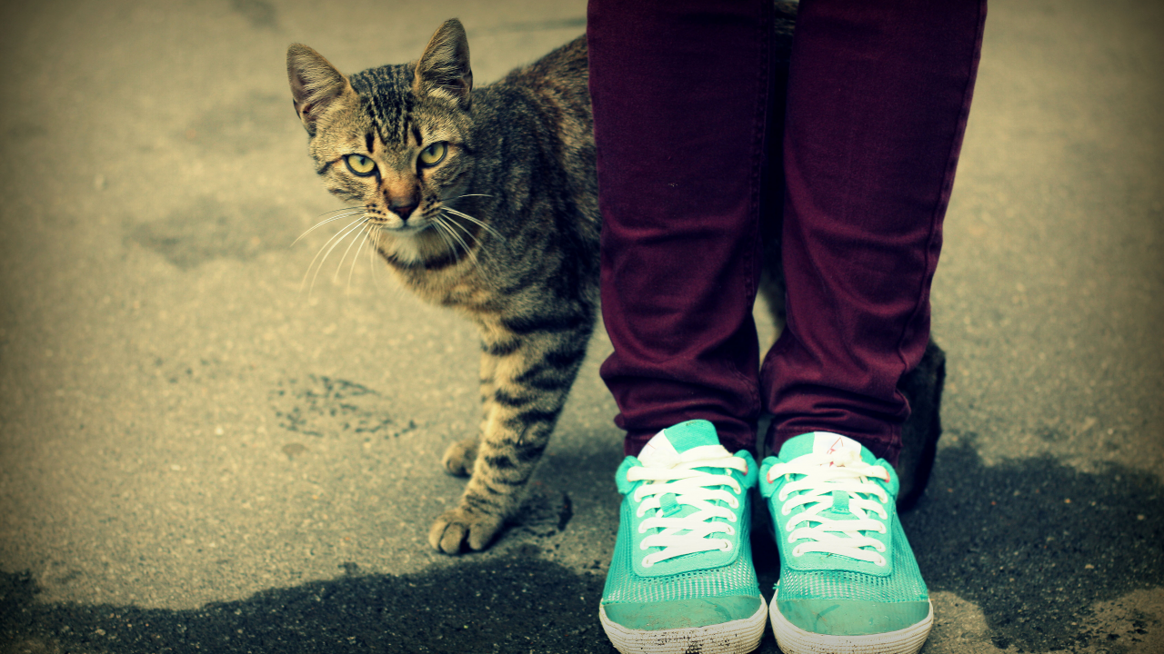 ноги, кот, голубой, джинсы, кошка, кеды