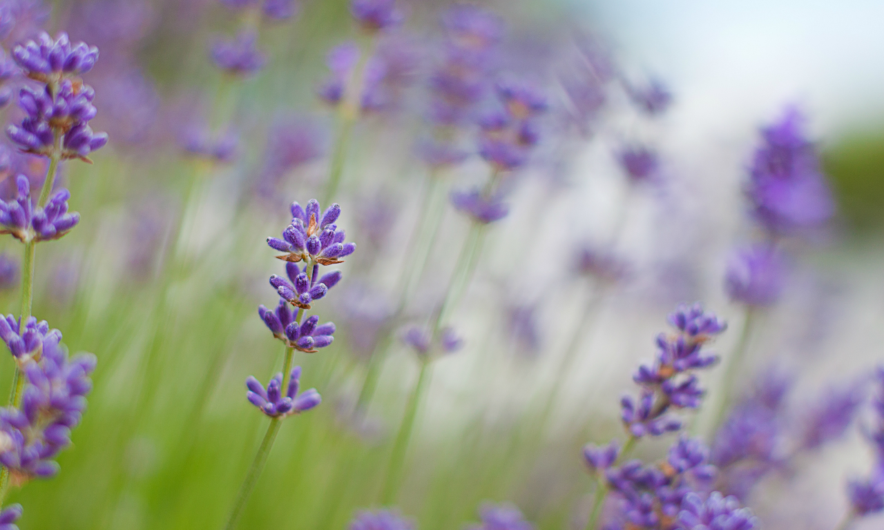 lavender, макро, сиреневые, лаванда, цветы