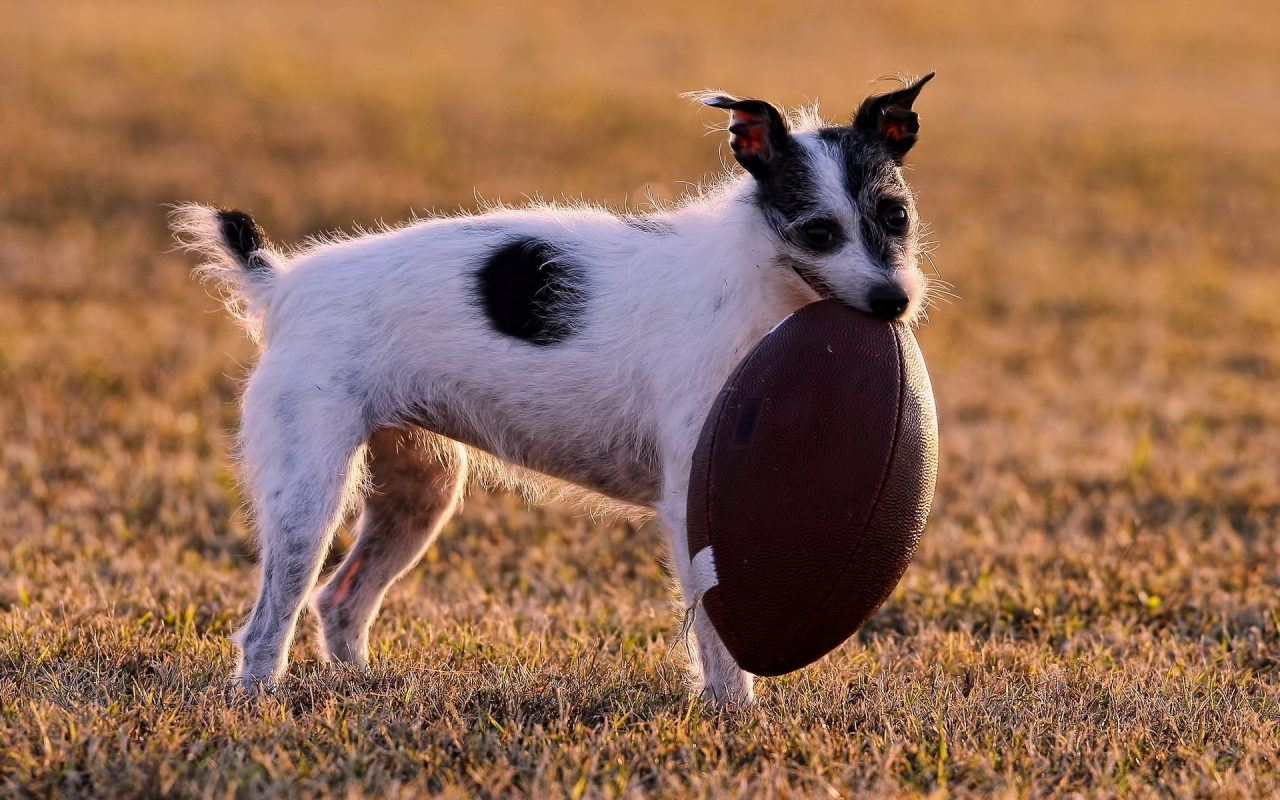 поле, мячь, собака