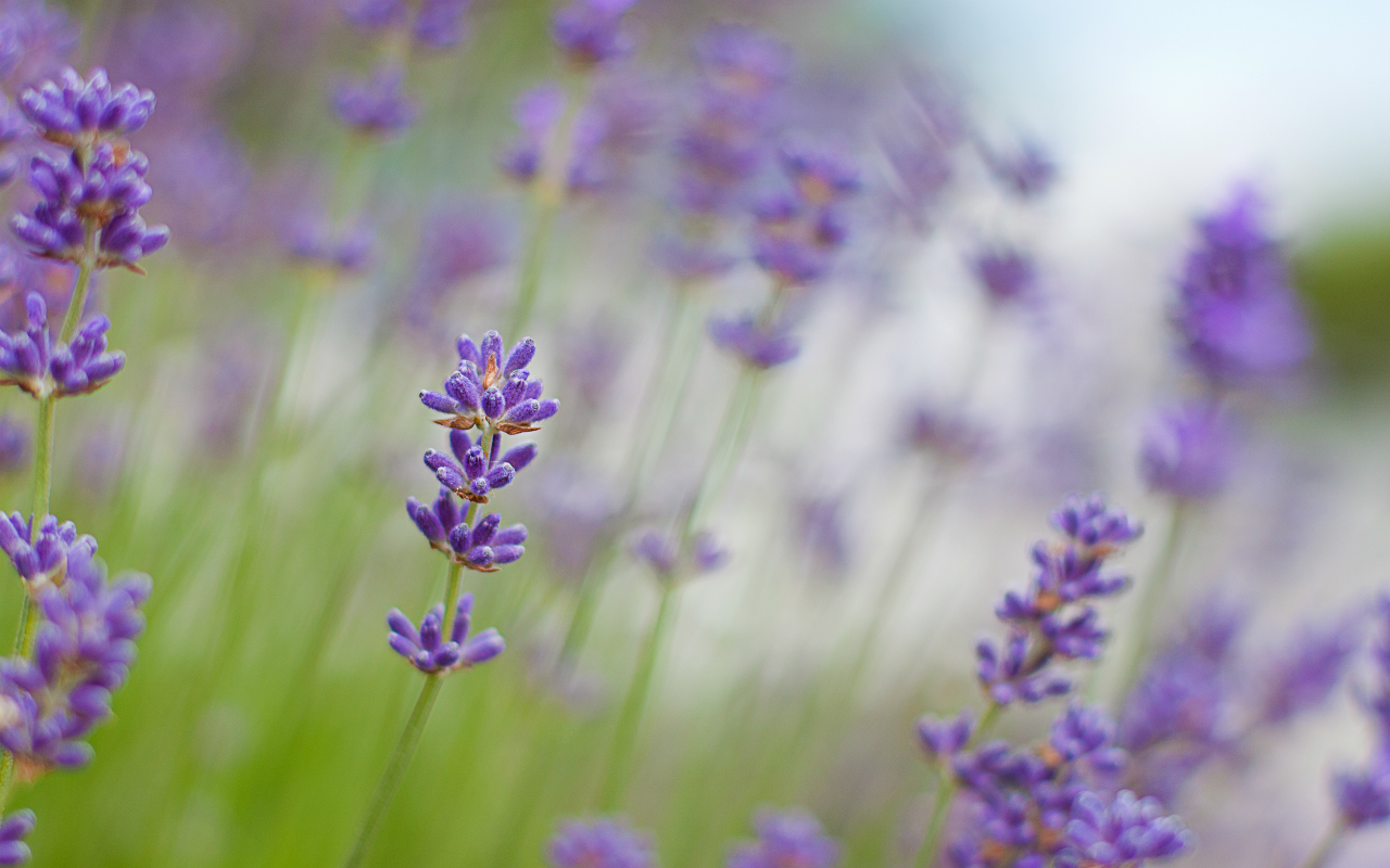 lavender, макро, сиреневые, лаванда, цветы