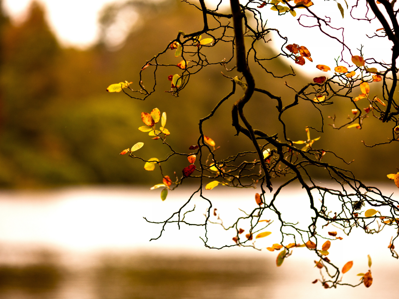 ветка, дерево, осень, природа