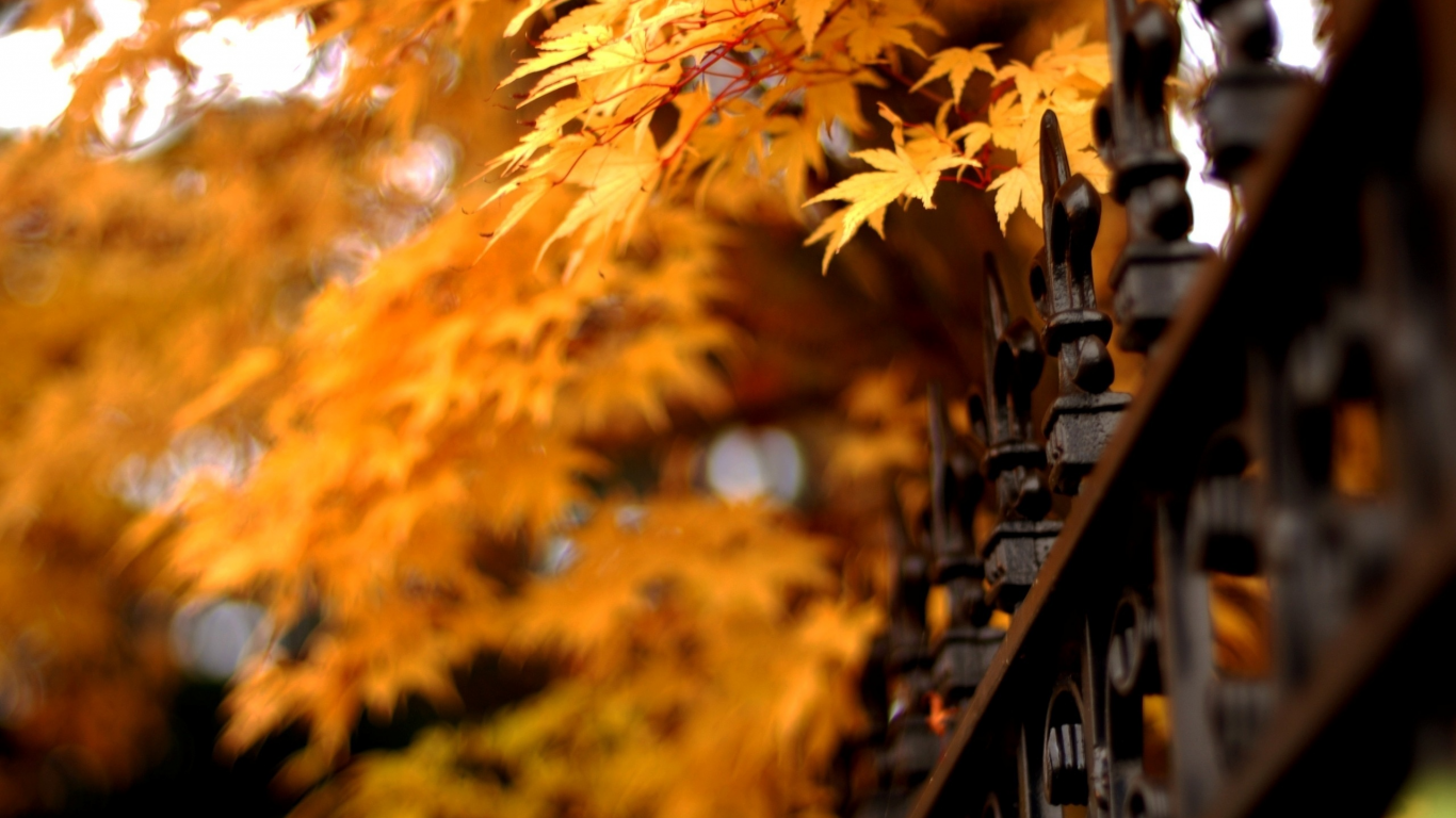 листья, природа, ограда, осень, решетка
