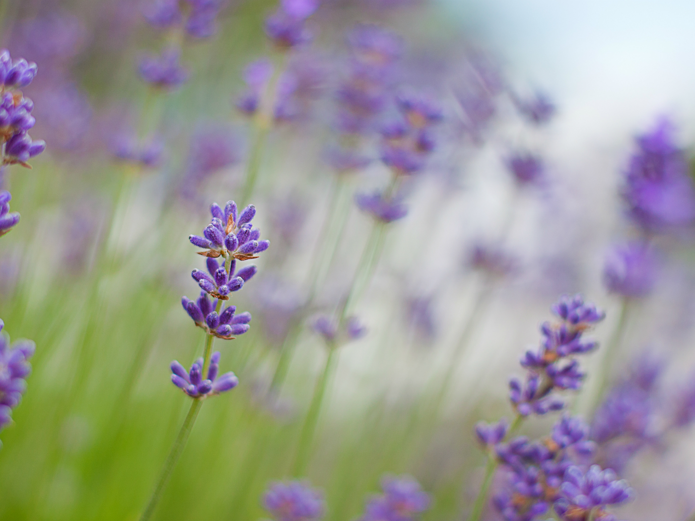 lavender, макро, сиреневые, лаванда, цветы