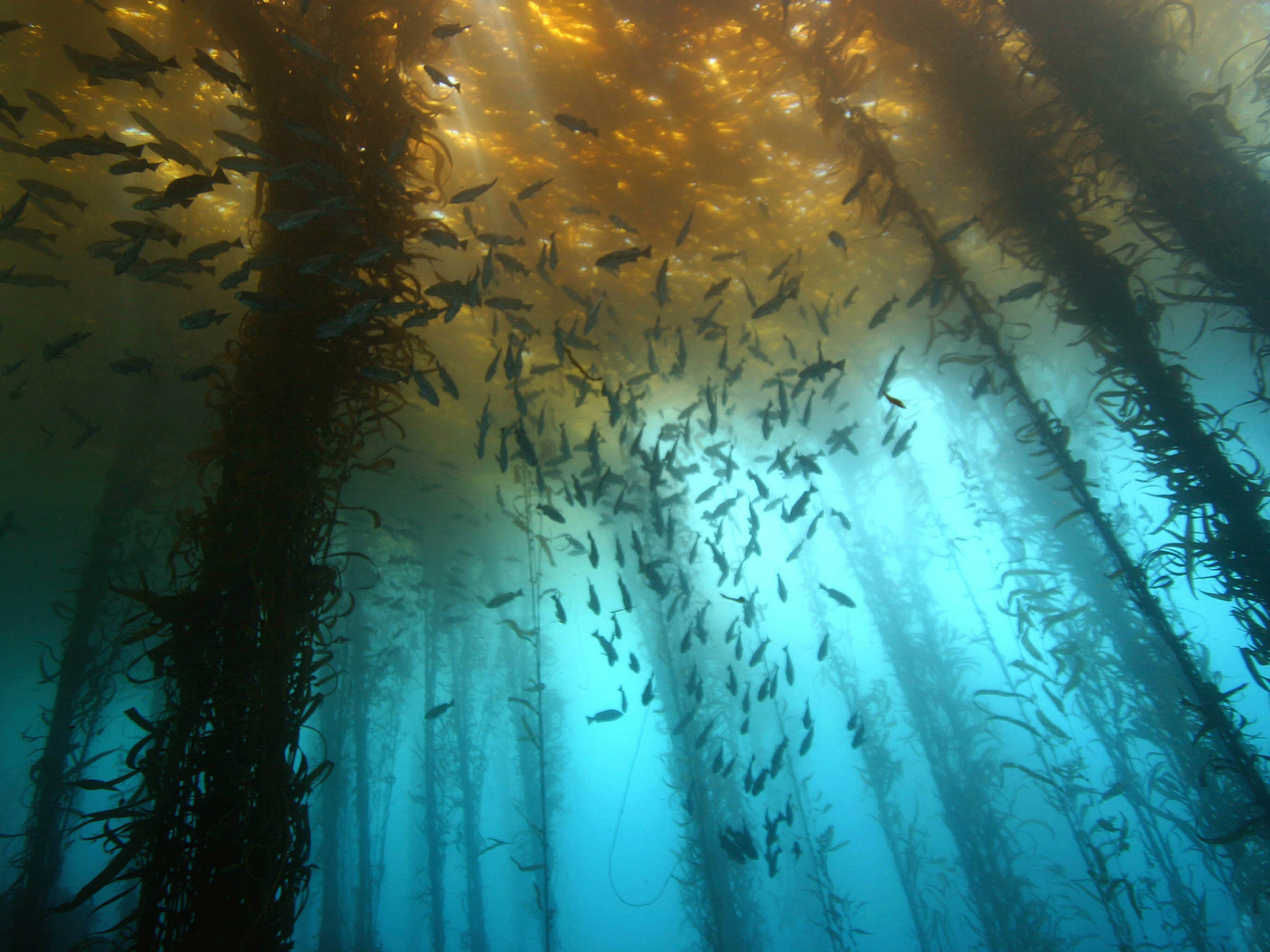 водоросли, рыбы, море