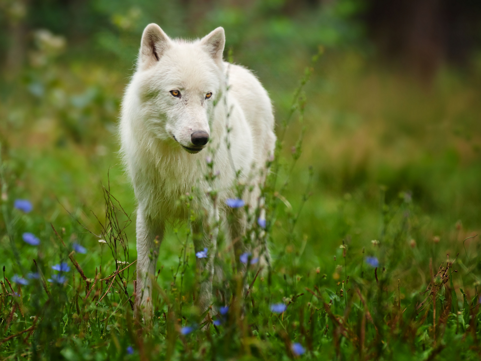 arctic wolf, полярный волк, хищник
