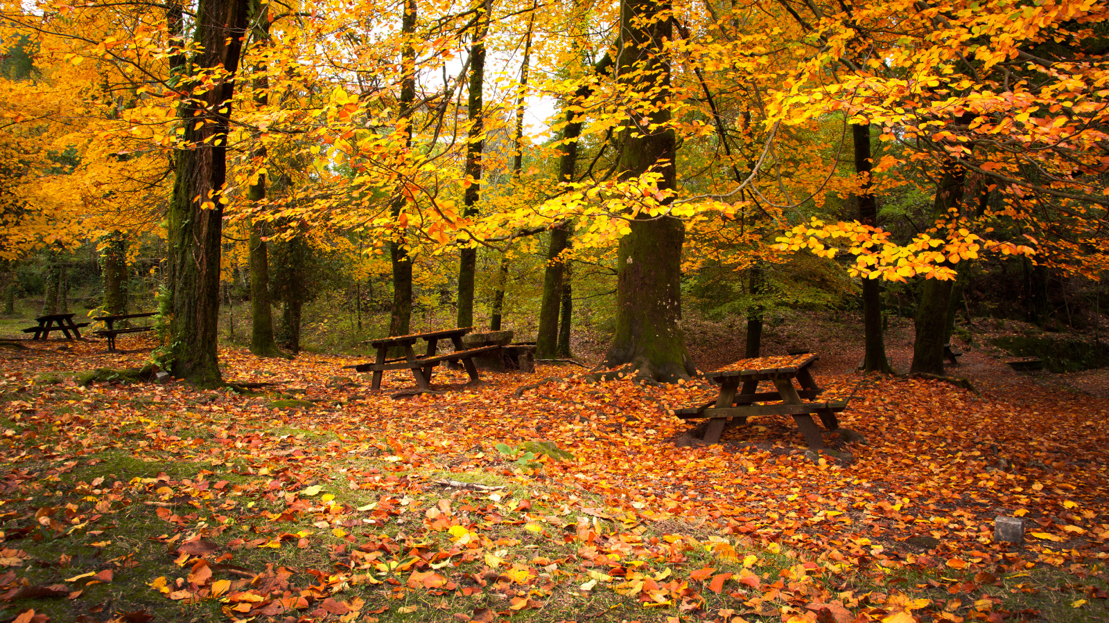 деревья, лес, осень, листва, скамейки