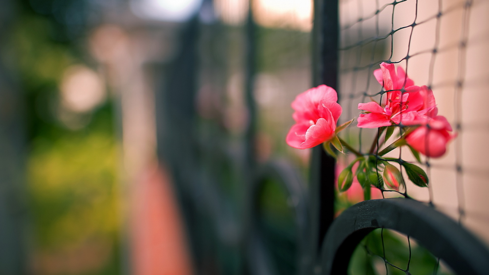 забор, макро, цветы