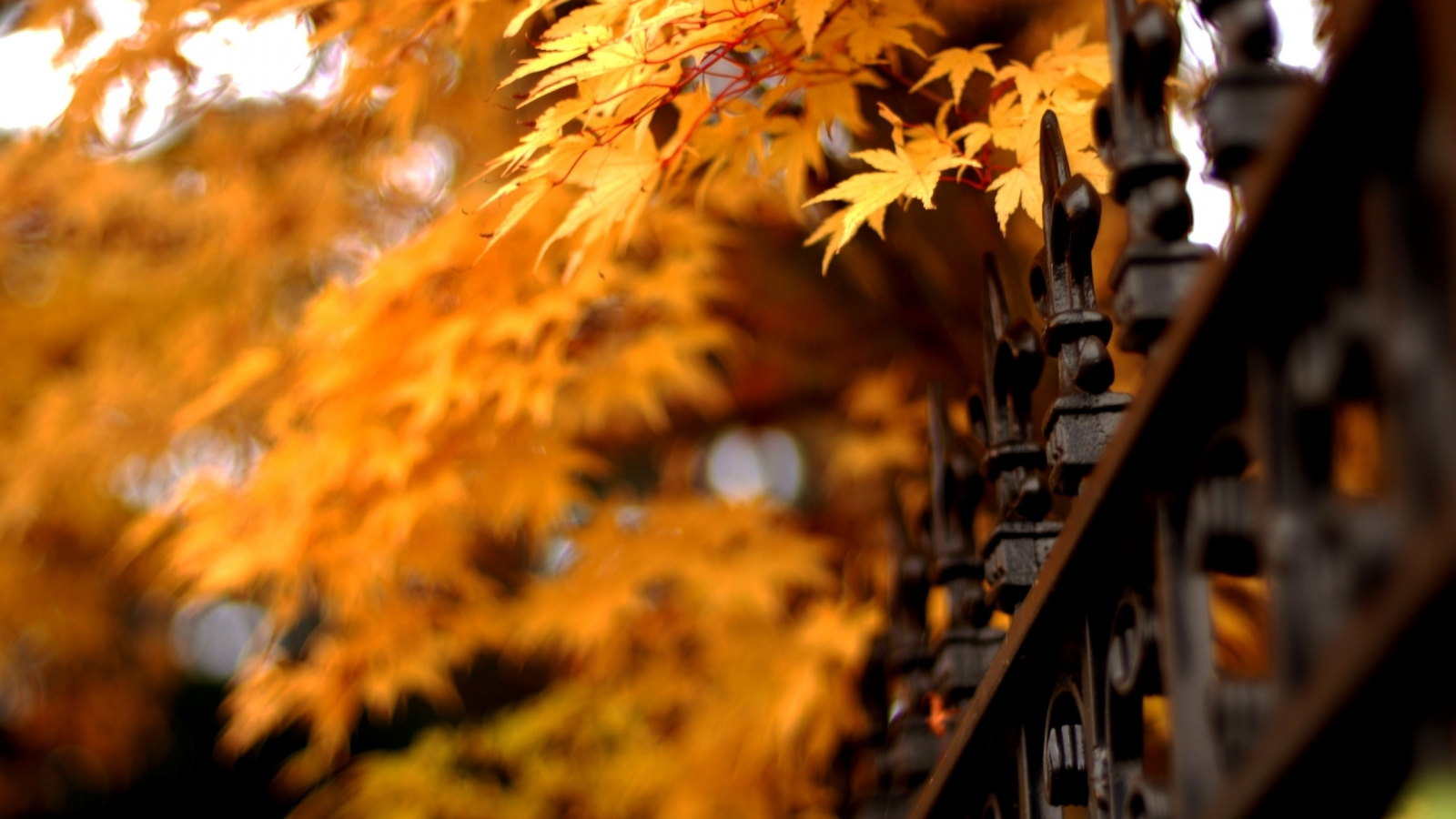 листья, природа, ограда, осень, решетка