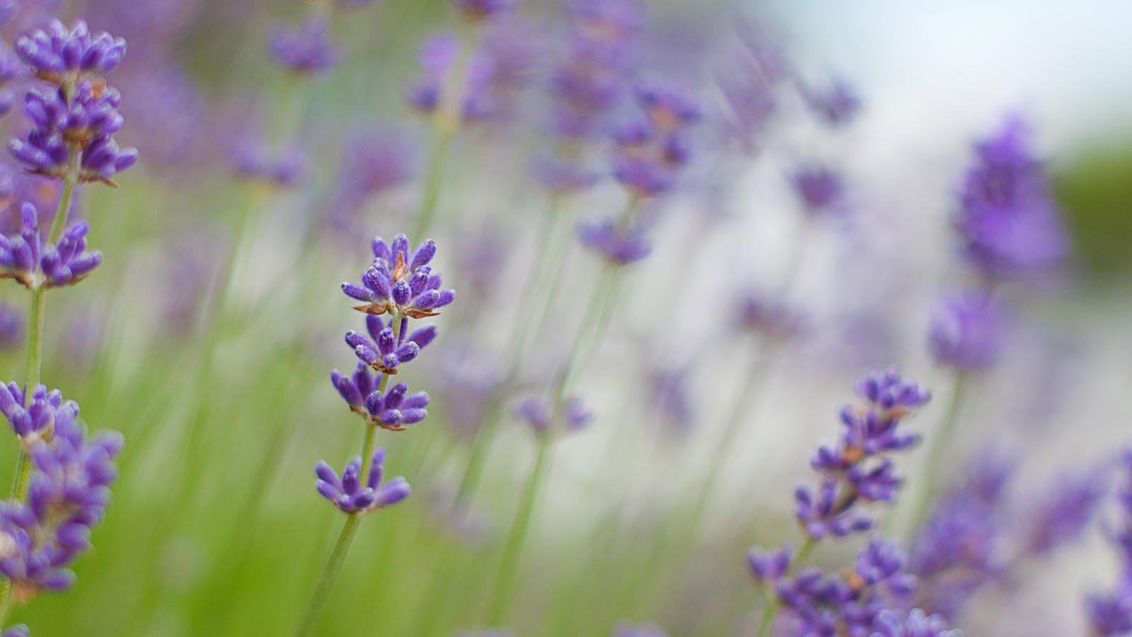 lavender, макро, сиреневые, лаванда, цветы